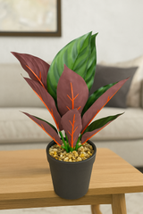 CrimsonSpire Prayer Plant